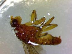 Suillia affinis