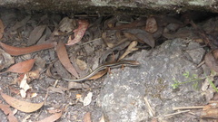 Ctenotus labillardieri