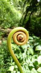 Dicranopteris linearis