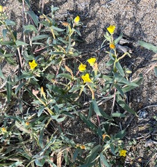 Camissoniopsis pallida