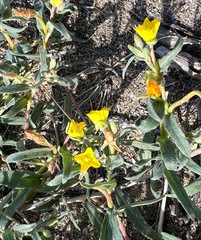 Camissoniopsis pallida