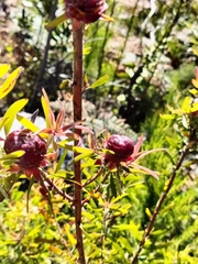 Leucadendron conicum