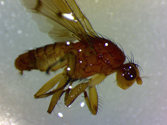 Suillia affinis