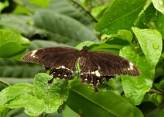 Papilio fuscus