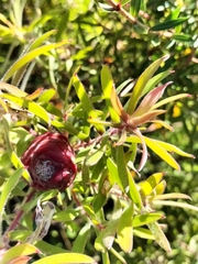 Leucadendron conicum