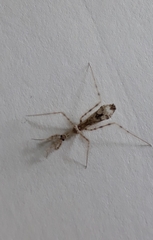 Stenolemus fraterculus