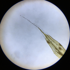 Racomitrium curiosissimum