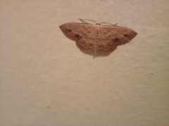 Scopula umbilicata