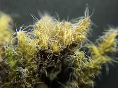 Racomitrium curiosissimum