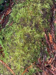 Kindbergia oregana