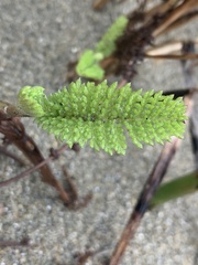 Tanacetum bipinnatum