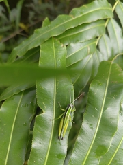 Oxya hyla