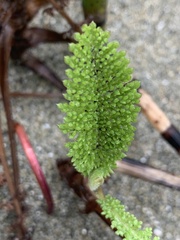 Tanacetum bipinnatum