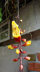 Thunbergia mysorensis