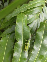 Oxya hyla