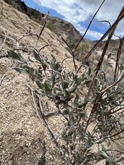 Eriogonum plumatella