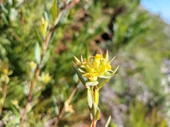 Penaea acutifolia