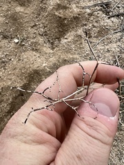 Eriogonum plumatella