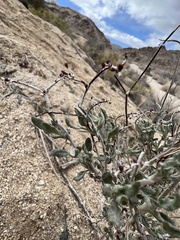 Eriogonum plumatella
