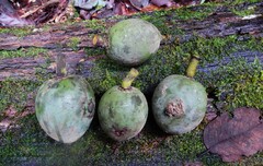 Elaeocarpus bancroftii