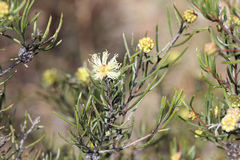 Melaleuca borealis