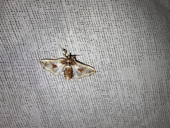 Leucinodes orbonalis