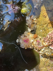 Anthopleura elegantissima