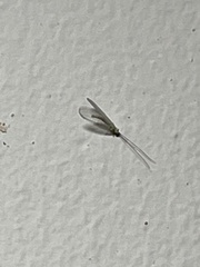 Eremochrysa punctinervis