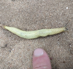 Elisolimax flavescens