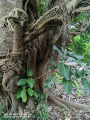 Ficus lutea