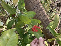 Ixora casei
