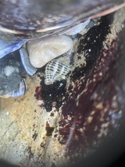 Acanthinucella spirata