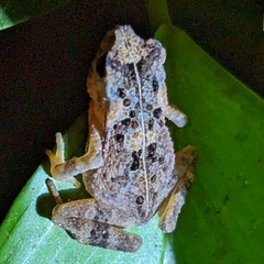 Ingerophrynus divergens