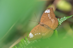 Tanaecia