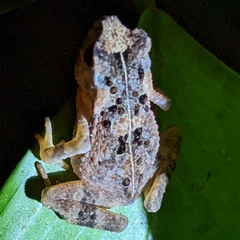 Ingerophrynus divergens