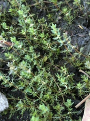 Myriophyllum