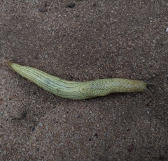 Elisolimax flavescens