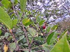 Ficus irisana