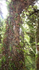 Adenanthera pavonina