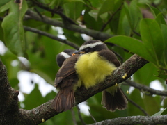 Myiozetetes cayanensis