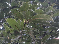 Cinnamomum micranthum