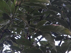 Cinnamomum micranthum