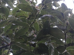 Cinnamomum micranthum