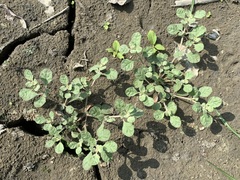 Glinus lotoides