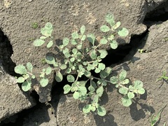 Glinus lotoides