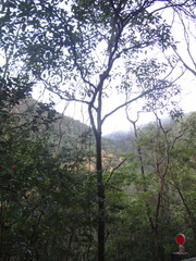 Cinnamomum micranthum