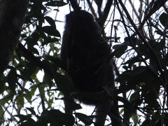 Cinnamomum micranthum