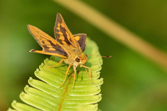 Taractrocera archias