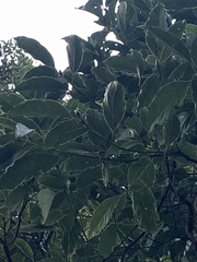 Cinnamomum micranthum