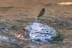 Neurobasis chinensis